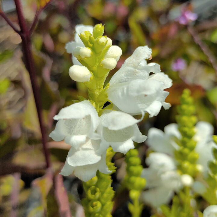 楽天市場 花苗 夏 フィフィソステギアトラノオ白花 1鉢 3 3 5号ポット お届け中 Physostegia ハナトラノオ 宿根草 耐寒性 多年草 花虎の尾 丈夫 多年草 花壇 イングッシュガーデン ガーデン ガーデニング 花壇 草花 夏苗 秋苗 フィソステジア ハッピーガーデン 楽天市場 花苗 夏 フィフィソステギアトラノオ白花 1鉢 3 3 5号ポット お届け中 Physostegia ハナトラノオ 宿根草 耐寒性 多年草 花虎の尾 丈夫 多年草 花壇 イングッシュガーデン ガーデン ガーデニング 花壇 草花 夏苗 秋苗 フィソステジア ハッピーガーデン