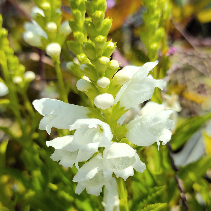 楽天市場 花苗 フィソステギア トラノオ 白花 1鉢 3 3 5号 お届け中 Physostegia ハナトラノオ 宿根草 耐寒性 多年草 花虎の尾 丈夫 多年草 花壇 イングッシュガーデン ガーデン ガーデニング 花壇 草花 夏苗 秋苗 フィソステジア ハッピーガーデン ハッピーガーデン