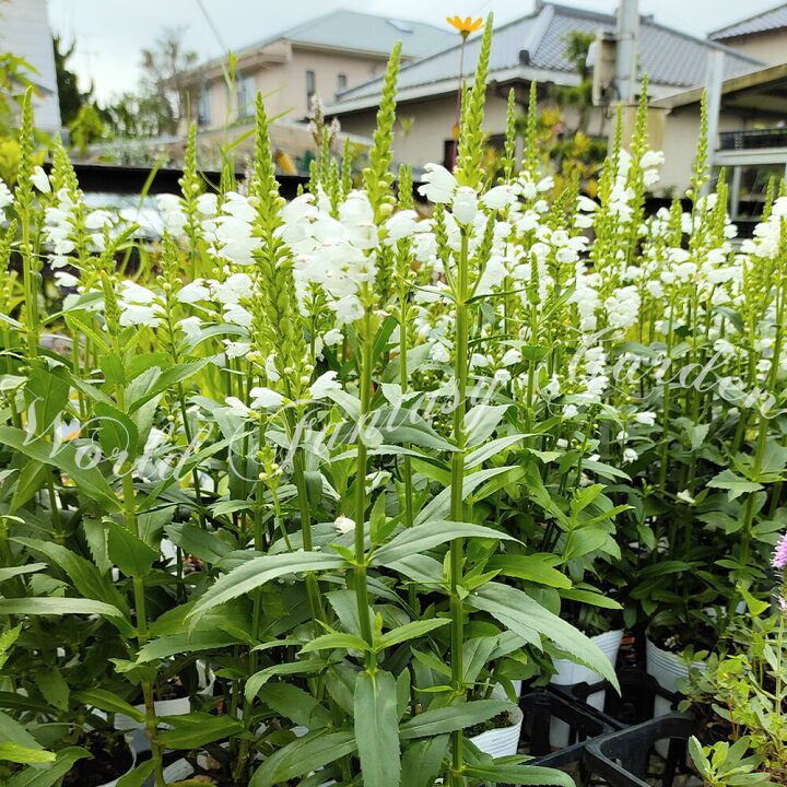 楽天市場 花苗 夏 フィフィソステギアトラノオ白花 1鉢 3 3 5号ポット お届け中 Physostegia ハナトラノオ 宿根草 耐寒性 多年草 花虎の尾 丈夫 多年草 花壇 イングッシュガーデン ガーデン ガーデニング 花壇 草花 夏苗 秋苗 フィソステジア ハッピーガーデン