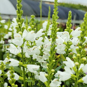 ԕc  H tB\XeMA gmI  1 3O|bg 󋵂ɂĂ͐ؖ߂ł͂y͂zphysostegia nigmI h ϊ N ԌՂ̔ v N Ԓd CO