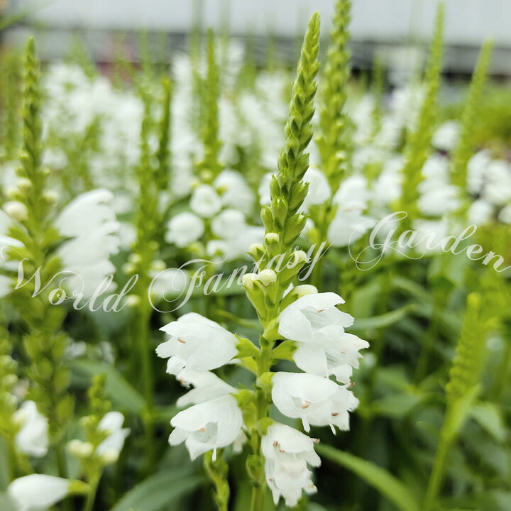 楽天市場 花苗 夏 フィソステギア トラノオ 白花 1鉢 3 3 5号ポット お届け中 Physostegia ハナトラノオ 宿根草 耐寒性 多年草 花虎の尾 丈夫 多年草 花壇 イングッシュガーデン ガーデン ガーデニング 花壇 草花 夏苗 秋苗 フィソステジア ハッピーガーデン