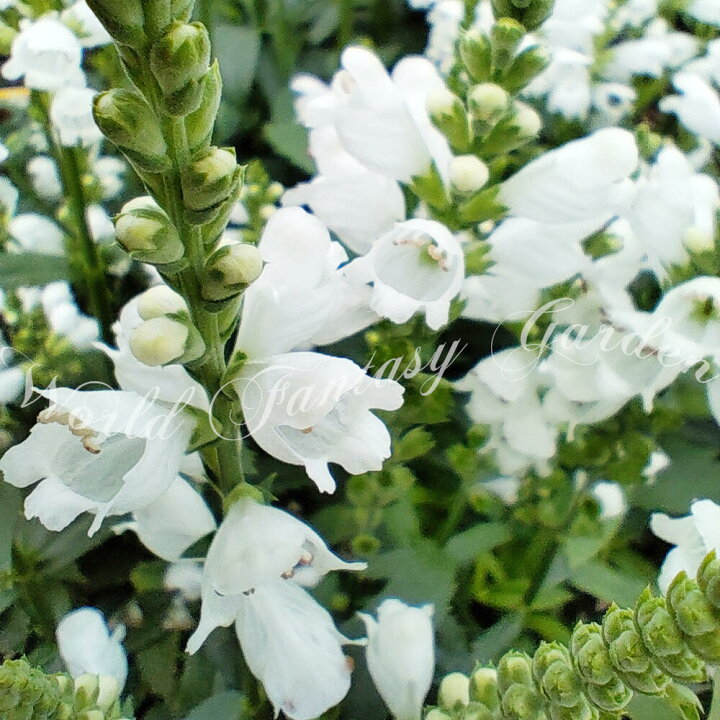楽天市場 花苗 夏 フィフィソステギアトラノオ白花 1鉢 3 3 5号ポット お届け中 Physostegia ハナトラノオ 宿根草 耐寒性 多年草 花虎の尾 丈夫 多年草 花壇 イングッシュガーデン ガーデン ガーデニング 花壇 草花 夏苗 秋苗 フィソステジア ハッピーガーデン