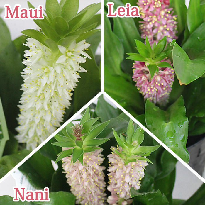 楽天市場 鉢花 花付き 矮性 ユーコミス アロハ リリー ナニリシーズ 選べる3種 Maui Leia Nani 4号 お届け中 Eucomis Nani パイナップルリリー ハッピーガーデン
