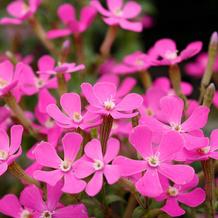 楽天市場 花苗 春 シレネ ピンクパンサー 1鉢 3 3 5号 お届け中 Silene Caroliana 花苗 秋 冬 苗 多年草 花の苗 草丈低中 イングリッシュガーデン 鉢植え 庭植え ガーデニング 花壇 カロリニアナ スパニッシュフラメンコ 22spr ハッピーガーデン 楽天市場 花苗 春 シレネ ピンクパンサー 1鉢 3 3 5号 お届け中 Silene Caroliana 花苗 秋 冬 苗 多年草 花の苗 草丈低中 イングリッシュガーデン 鉢植え 庭植え ガーデニング 花壇 カロリニアナ スパニッシュフラメンコ 22spr ハッピーガーデン