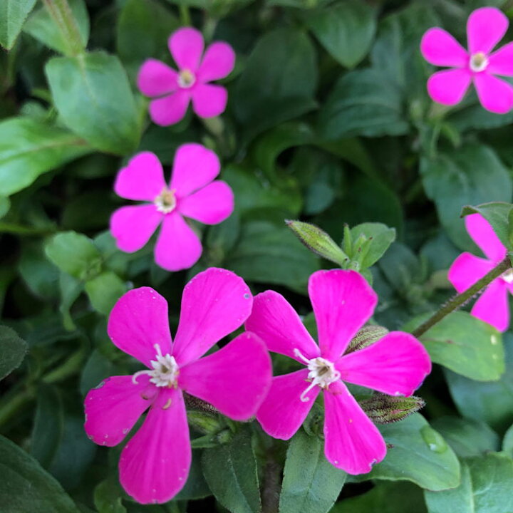 楽天市場 花苗 春 シレネ ピンクパンサー 1鉢 3 3 5号 お届け中 Silene Caroliana 花苗 秋 冬 苗 多年草 花の苗 草丈低中 イングリッシュガーデン 鉢植え 庭植え ガーデニング 花壇 カロリニアナ スパニッシュフラメンコ 22spr ハッピーガーデン