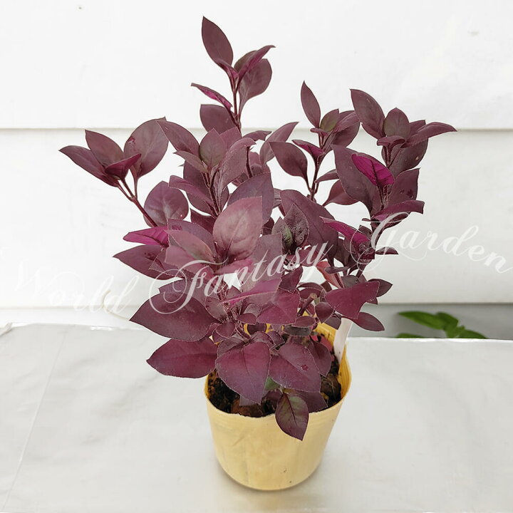 楽天市場】花苗 アルテルナンテラ パープルプリンス 1鉢 3〜3.5号【お届け中】Alternanthe 夏苗 草花 庭植え 鉢植え ガーデニング 花壇 イングリッシュガーデン 鉢植え 寄せ植え 草丈中低 夏 アルセルナンセラ カラーリーフ 2022spr : ハッピーガーデン 楽天市場】花苗 アルテルナンテラ パープルプリンス 1鉢 3〜3.5号【お届け中】Alternanthe 夏苗 草花 庭植え 鉢植え ガーデニング 花壇 イングリッシュガーデン 鉢植え 寄せ植え 草丈中低 夏 アルセルナンセラ カラーリーフ 2022spr : ハッピーガーデン