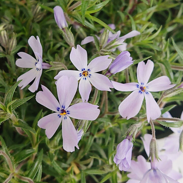 楽天市場 花苗 春 芝桜 青花 シバザクラ 1鉢3号 お届け中 Phlox Subulata モスフロックス ハナシノブ フロックス グランドカバー 多年草 宿根草 ガーデニング 草花 ハッピーガーデン