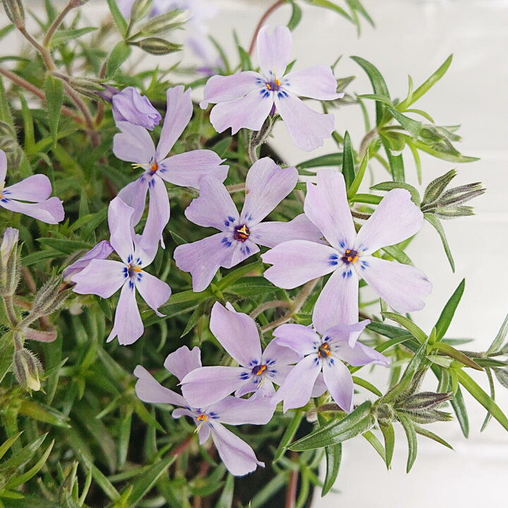 楽天市場 花苗 春 芝桜 青花 シバザクラ 1鉢3号 お届け中 Phlox Subulata モスフロックス ハナシノブ フロックス グランドカバー 多年草 宿根草 ガーデニング 草花 ハッピーガーデン