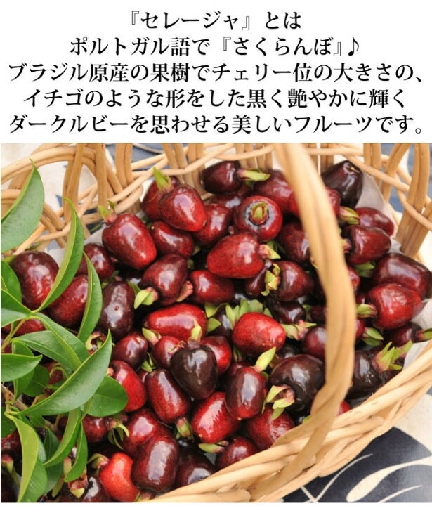 楽天市場 苗木 セレージャ 3号 ４号 1鉢 お届け中 Eugenia Involucrata フトモモ科フトモモ属 耐寒性熱帯果樹 花苗 苗物 木 低木 果樹鉢植え 庭植え 南米の イチゴ いちご 収穫 白花 ハッピーガーデン