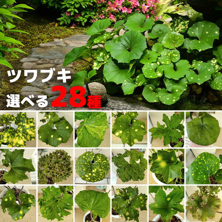 楽天市場】和の植物 ツワブキ 選べる28種 1鉢 4〜4.5号【お届け中 