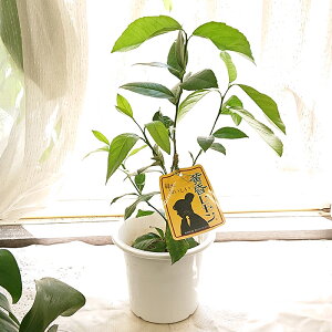 珍しい 鉢植えの通販 価格比較 価格 Com