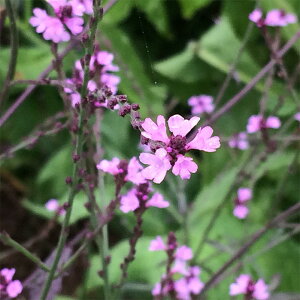 鉢 花壇 苗の人気商品 通販 価格比較 価格 Com