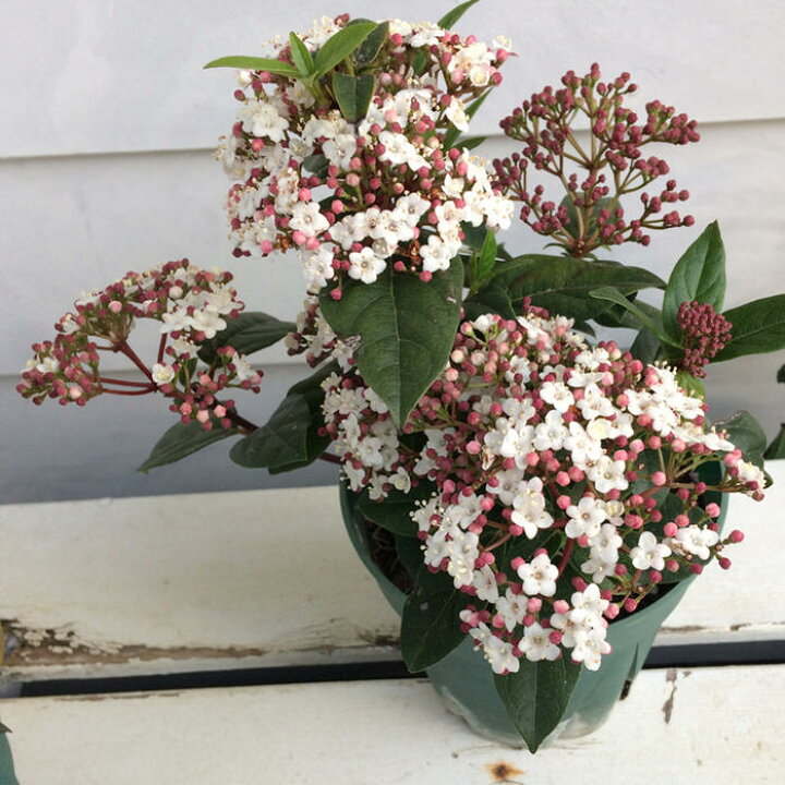 楽天市場 花ギフト 四季咲きビバーナム ティナス 1鉢 5号 お届け中 Viburnum Tinus 送料無料 常緑低木 花木 白花 庭木 生垣 ハッピーガーデン 楽天市場 花ギフト 四季咲きビバーナム ティナス 1鉢 5号 お届け中 Viburnum Tinus 送料無料 常緑低木 花木 白花 庭木 生垣 ハッピーガーデン