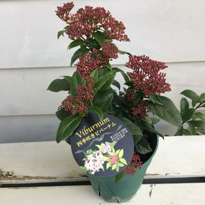 楽天市場 花ギフト 四季咲きビバーナム ティナス 1鉢 5号 お届け中 Viburnum Tinus 送料無料 常緑低木 花木 白花 庭木 生垣 ハッピーガーデン 楽天市場 花ギフト 四季咲きビバーナム ティナス 1鉢 5号 お届け中 Viburnum Tinus 送料無料 常緑低木 花木 白花 庭木 生垣 ハッピーガーデン