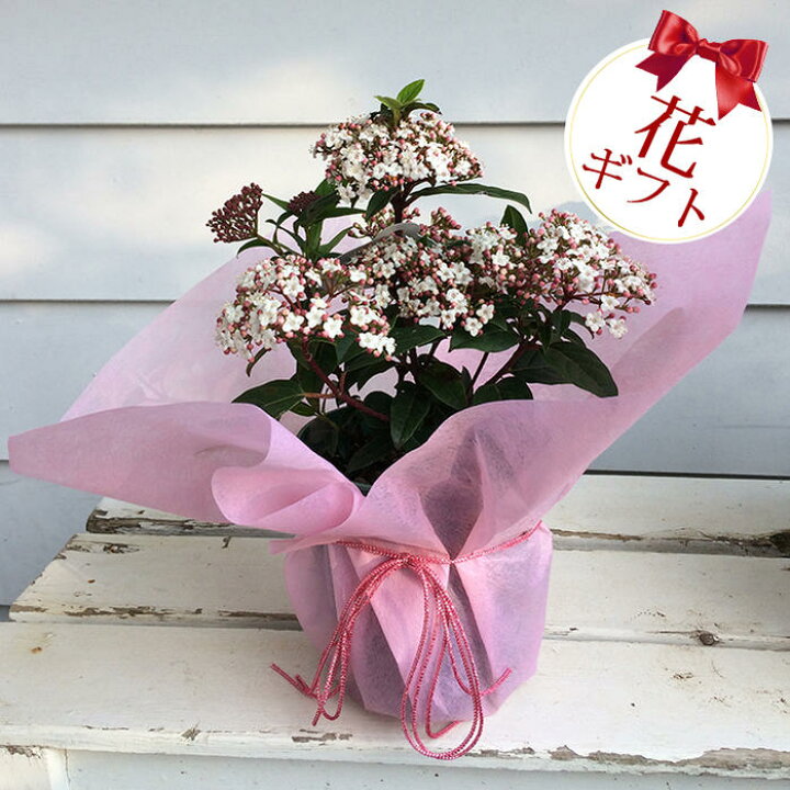 楽天市場 花ギフト 四季咲きビバーナム ティナス 1鉢 5号 お届け中 Viburnum Tinus 送料無料 常緑低木 花木 白花 庭木 生垣 ハッピーガーデン 楽天市場 花ギフト 四季咲きビバーナム ティナス 1鉢 5号 お届け中 Viburnum Tinus 送料無料 常緑低木 花木 白花 庭木 生垣 ハッピーガーデン