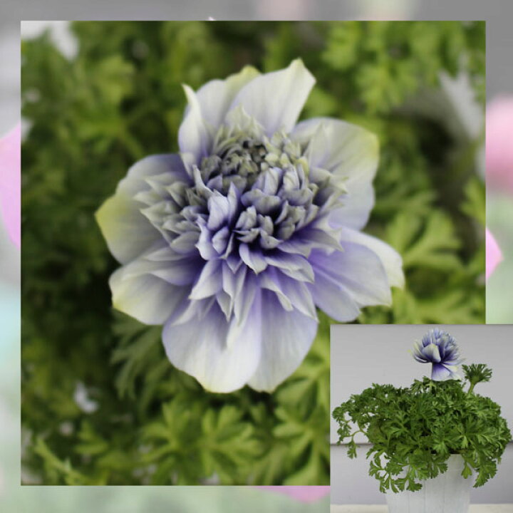 楽天市場】アネモネ 凛々花 花付き蕾付き 3.5号1ポット 【お届け中 