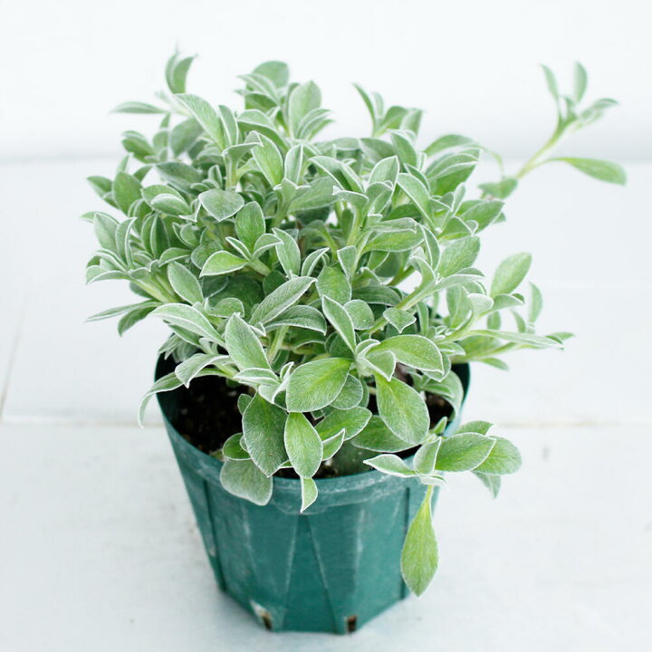 楽天市場 花苗 ヘリクリサム ホワイトフェリー 1鉢 3 5号 草花 即納 Helichrysum White Fairly ホワイトフェアリー ガーデニング 花 苗 花苗 花壇 鉢植え 寄せ植え ハンギング シルバーリーフ 銀葉 ハッピーガーデン 楽天市場 花苗 ヘリクリサム ホワイトフェリー 1鉢 3 5号 草花 即納 Helichrysum White Fairly ホワイトフェアリー ガーデニング 花 苗 花苗 花壇 鉢植え 寄せ植え ハンギング シルバーリーフ 銀葉 ハッピーガーデン