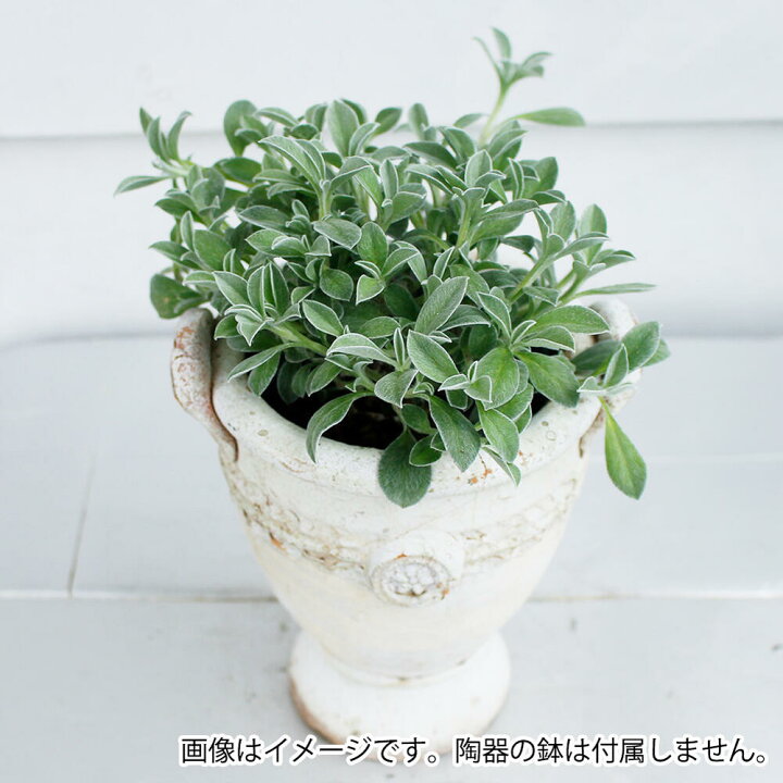 楽天市場 花苗 ヘリクリサム ホワイトフェリー 1鉢 3 5号 草花 即納 Helichrysum White Fairly ホワイトフェアリー ガーデニング 花 苗 花苗 花壇 鉢植え 寄せ植え ハンギング シルバーリーフ 銀葉 ハッピーガーデン 楽天市場 花苗 ヘリクリサム ホワイトフェリー 1鉢 3 5号 草花 即納 Helichrysum White Fairly ホワイトフェアリー ガーデニング 花 苗 花苗 花壇 鉢植え 寄せ植え ハンギング シルバーリーフ 銀葉 ハッピーガーデン