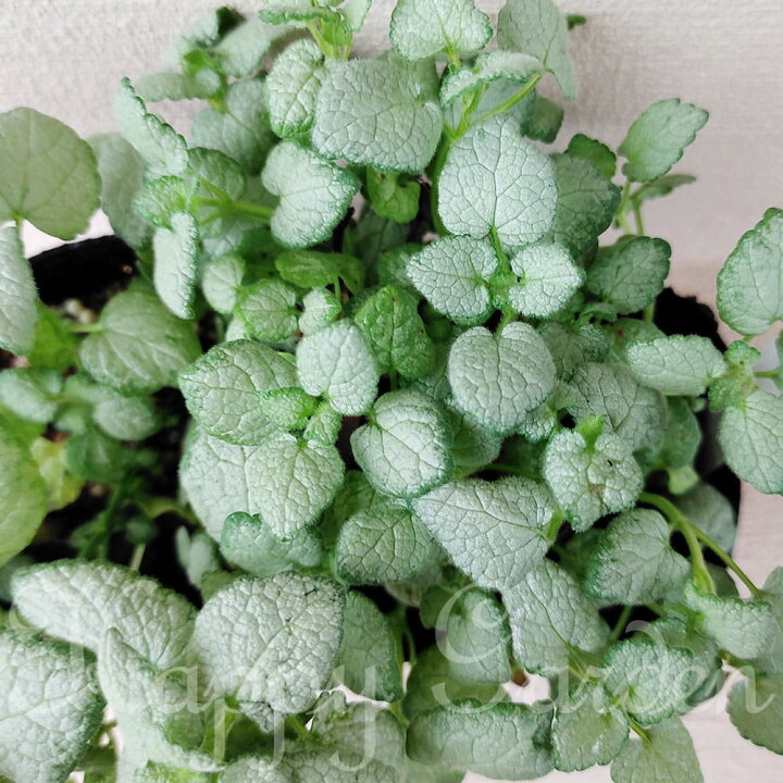 楽天市場 花苗 ラミウム ホワイトナンシー 1鉢 3 3 5号 お届け中 Lamium Maculatum White Nancv 白花 草花 シェイドガーデン シェードガーデン 日陰 グランドカバー 斑入り葉 カラーリーフ 宿根草 耐寒性常緑宿根草 ハンギング 鉢植え 花壇 ハッピーガーデン