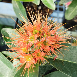 鉢植え 花 夏 苗の人気商品 通販 価格比較 価格 Com 鉢植え 花 夏 苗の人気商品 通販 価格比較 価格 Com