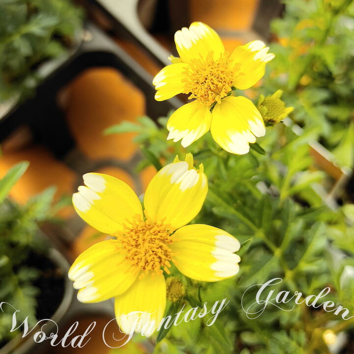 楽天市場 花苗 ウインターコスモス イエローキューピット 1鉢 3 3 5号 お届け中 Wintercosmos Yellow Cupid Bidens Laevis 黄花 夏苗 花壇 鉢植え プランター ガーデン ガーデニング ハッピーガーデン 楽天市場 花苗 ウインターコスモス イエローキューピット 1鉢 3 3 5号 お届け中 Wintercosmos Yellow Cupid Bidens Laevis 黄花 夏苗 花壇 鉢植え プランター ガーデン ガーデニング ハッピーガーデン