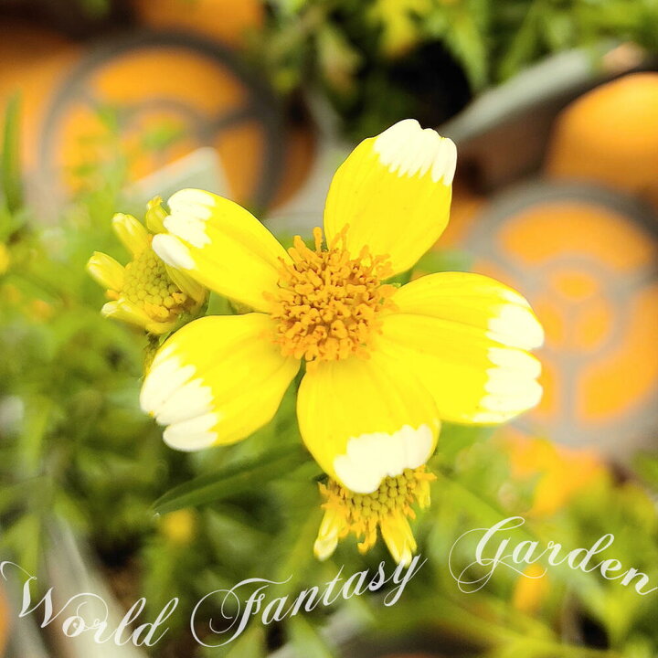 楽天市場 花苗 ウインターコスモス イエローキューピット 1鉢 3 3 5号 お届け中 Wintercosmos Yellow Cupid Bidens Laevis 黄花 夏苗 花壇 鉢植え プランター ガーデン ガーデニング ハッピーガーデン