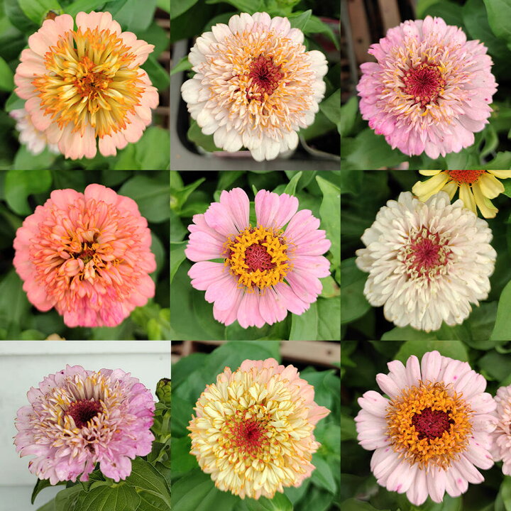 楽天市場 花苗 ジニア シンデレラ ミックスカラー 3ポットセット お届け中 Zinnia Cinderella ヒャクニチソウ 百日草 ひゃくにちそう 花苗 夏苗 桃花 橙花 ガーデニング 花壇 庭植え 鉢植え 切り花 ハッピーガーデン