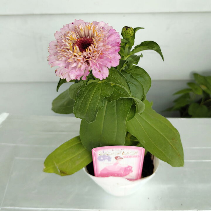 楽天市場 花苗 ジニア シンデレラ ミックスカラー 3ポットセット お届け中 Zinnia Cinderella ヒャクニチソウ 百日草 ひゃくにちそう 花苗 夏苗 桃花 橙花 ガーデニング 花壇 庭植え 鉢植え 切り花 ハッピーガーデン