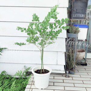 植木 盆栽 パールアカシアの人気商品 通販 価格比較 価格 Com