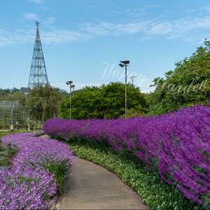 ԕc N  AWXgZ[W 1 3.5y͂zSalvia leucantha TrA EJT LVJZ[W LVJubVZ[W n[u N h Ԓd A Anbs[K[