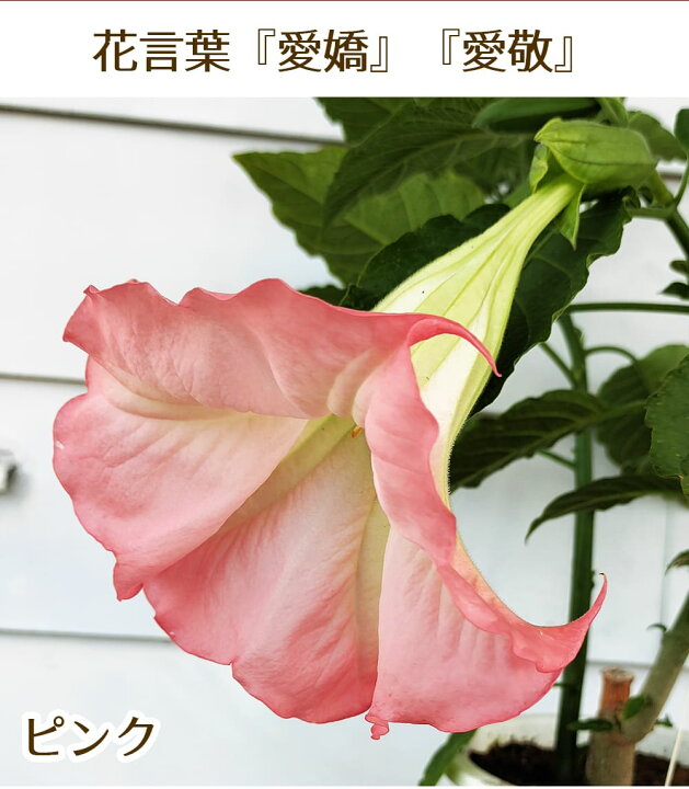 楽天市場 花鉢 エンジェルトランペット ピンク 1鉢 6号 お届け中 地域限定送料無料 Brugmansia Arborea エンジェルストランペット エンゼルトランペット ダチュラ キダチチョウセンアサガオ 木立朝鮮朝顔 半耐寒性常緑低木 花木 庭木 コンテナ 鉢植え 地植え 桃花 夏