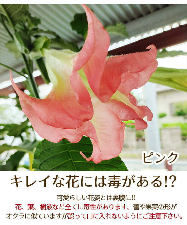 楽天市場 花鉢 エンジェルトランペット ピンク 1鉢 6号 お届け中 地域限定送料無料 Brugmansia Arborea エンジェルストランペット エンゼルトランペット ダチュラ キダチチョウセンアサガオ 木立朝鮮朝顔 半耐寒性常緑低木 花木 庭木 コンテナ 鉢植え 地植え 桃花 夏 楽天市場 花鉢 エンジェルトランペット ピンク 1鉢 6号 お届け中 地域限定送料無料 Brugmansia Arborea エンジェルストランペット エンゼルトランペット ダチュラ キダチチョウセンアサガオ 木立朝鮮朝顔 半耐寒性常緑低木 花木 庭木 コンテナ 鉢植え 地植え 桃花 夏