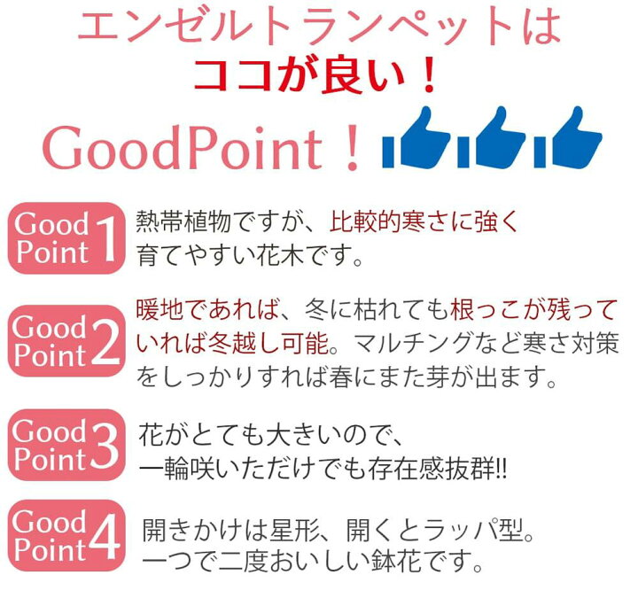 楽天市場 花鉢 エンジェルトランペット ピンク 1鉢 6号 お届け中 地域限定送料無料 Brugmansia Arborea エンジェルストランペット エンゼルトランペット ダチュラ キダチチョウセンアサガオ 木立朝鮮朝顔 半耐寒性常緑低木 花木 庭木 コンテナ 鉢植え 地植え 桃花 夏