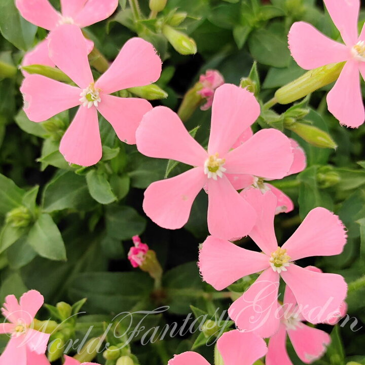 楽天市場 花苗 春 シレネ アプリコットパンサー 1鉢3 3 5号 お届け中 Silene Caroliana 花苗 秋 冬 苗 多年草 花の苗 草丈低中 イングリッシュガーデン 鉢植え 庭植え ガーデニング 花壇 カロリニアナ ハッピーガーデン