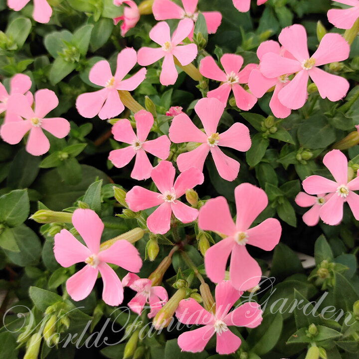 楽天市場 花苗 春 シレネ アプリコットパンサー 1鉢3 3 5号 お届け中 Silene Caroliana 花苗 秋 冬 苗 多年草 花の苗 草丈低中 イングリッシュガーデン 鉢植え 庭植え ガーデニング 花壇 カロリニアナ ハッピーガーデン
