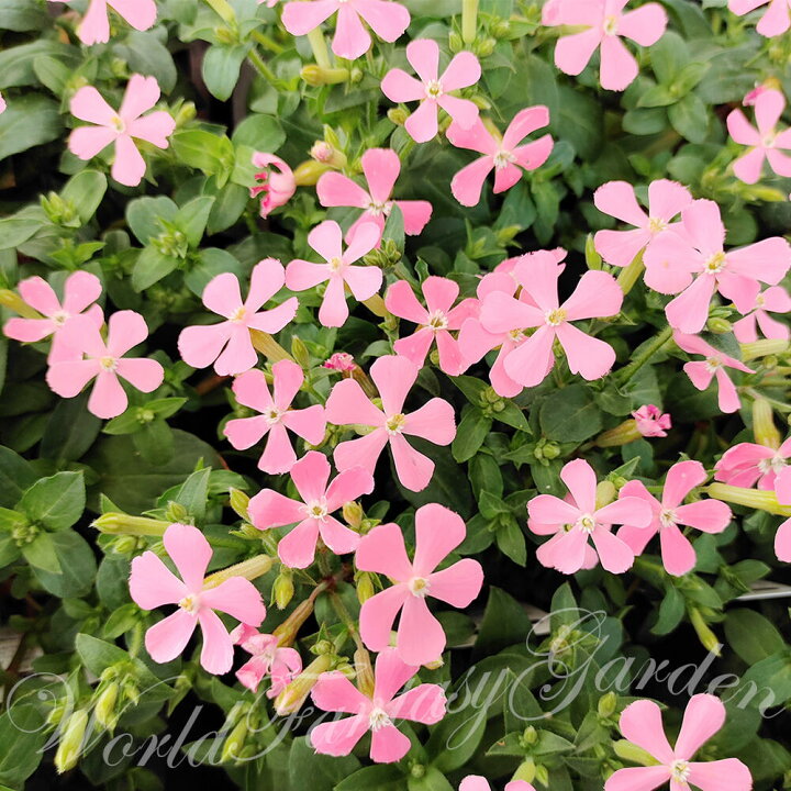 楽天市場 花苗 春 シレネ アプリコットパンサー 1鉢3 3 5号 お届け中 Silene Caroliana 花苗 秋 冬 苗 多年草 花の苗 草丈低中 イングリッシュガーデン 鉢植え 庭植え ガーデニング 花壇 カロリニアナ ハッピーガーデン
