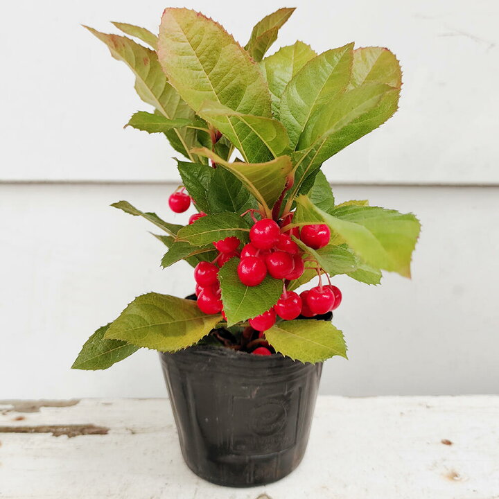 楽天市場 花苗 冬 実付き ヤブコウジ 1鉢 3 3 5号 お届け中 Ardisia Japonica 十両 やぶこうじ 縁起物 赤い実 寄せ植え 鉢植え 庭植え 観葉植物 常緑性 カラーリーフ グランドカバー ガーデン ガーデニング ハッピーガーデン
