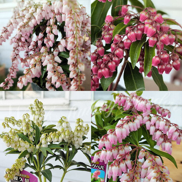 楽天市場 花苗 あせび 4種から選べる 1鉢 3 3 5号 お届け中 Pieris Japonica 馬酔木 アセボ アセビツツジ科 庭木 花木 低木 常緑性 秋苗 紫花 庭植え 鉢植え 濃紅花 常緑低木 観賞用 花期 ハッピーガーデン