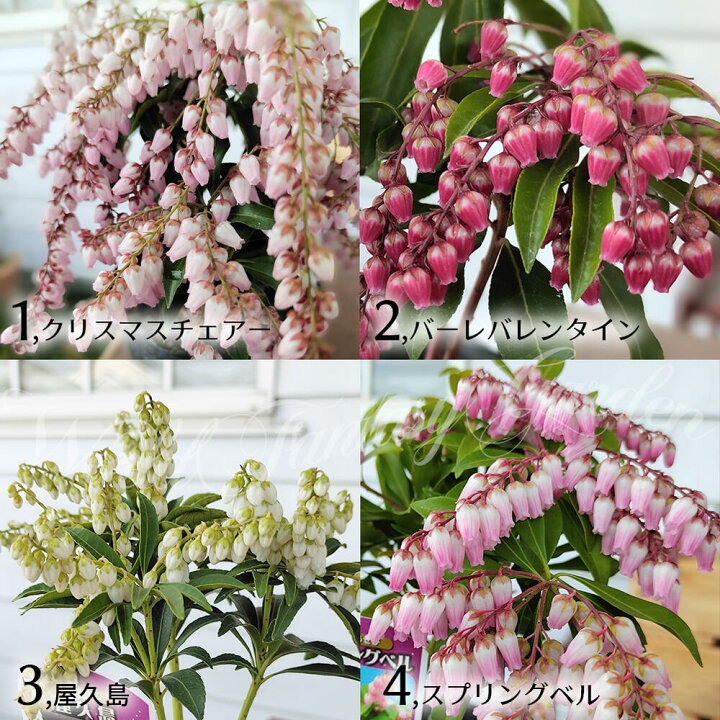 楽天市場 花苗 あせび 4種から選べる 1鉢 3 3 5号 お届け中 Pieris Japonica 馬酔木 アセボ アセビツツジ科 庭木 花木 低木 常緑性 秋苗 紫花 庭植え 鉢植え 濃紅花 常緑低木 観賞用 花期 ハッピーガーデン ハッピーガーデン 楽天市場 花苗 あせび 4種から選べる 1鉢 3 3 5号 お届け中 Pieris Japonica 馬酔木 アセボ アセビツツジ科 庭木 花木 低木 常緑性 秋苗 紫花 庭植え 鉢植え 濃紅花 常緑低木 観賞用 花期 ハッピーガーデン ハッピーガーデン