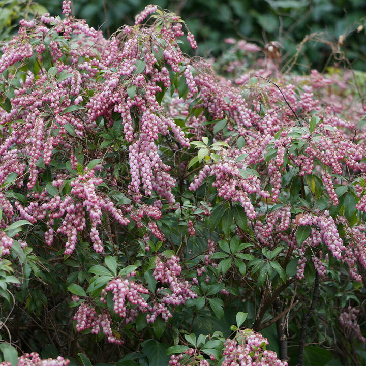 楽天市場 花苗 あせび 選べる4種 1鉢 3 3 5号 お届け中 お届けは花無し Pieris Japonica 馬酔木 アセボ アセビツツジ科 庭木 花木 低木 常緑性 秋苗 紫花 庭植え 鉢植え 濃紅花 常緑低木 観賞用 花期 ハッピーガーデン