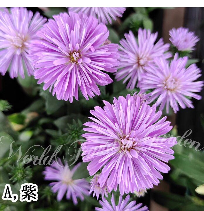 楽天市場 花苗 アスター ビクトリア 花無しでお届け 3種から選べる 1鉢 3 3 5号 お届け中 Aster Victoria 花壇 鉢植え 切り花 ガーデン ガーデニング 夏苗 夏の花 花 秋苗 キク エゾギク 蝦夷菊 秋 孔雀アスター アスタ クジャクアスター 宿根草 多年草 宿根アスター