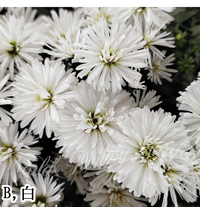楽天市場 花苗 アスター ビクトリア 花無しでお届け 3種から選べる 1鉢 3 3 5号 お届け中 Aster Victoria 花壇 鉢植え 切り花 ガーデン ガーデニング 夏苗 夏の花 花 秋苗 キク エゾギク 蝦夷菊 秋 孔雀アスター アスタ クジャクアスター 宿根草 多年草 宿根アスター