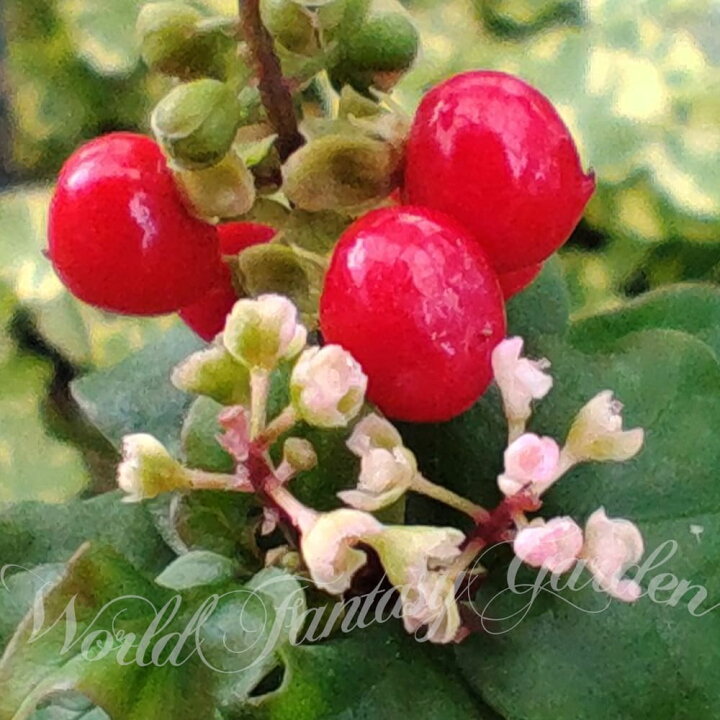楽天市場 花苗 ジュズサンゴ 数珠珊瑚 1鉢 3 3 5号 お届け中 Rivina Humilis 観賞用 鉢植え 庭植え 花壇 ガーデン ガーデニング 庭木 落葉 ハッピーガーデン