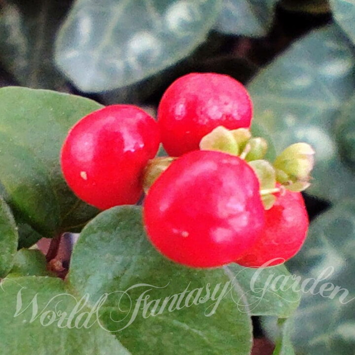 楽天市場 花苗 ジュズサンゴ 数珠珊瑚 1鉢 3 3 5号 お届け中 Rivina Humilis 観賞用 鉢植え 庭植え 花壇 ガーデン ガーデニング 庭木 落葉 ハッピーガーデン
