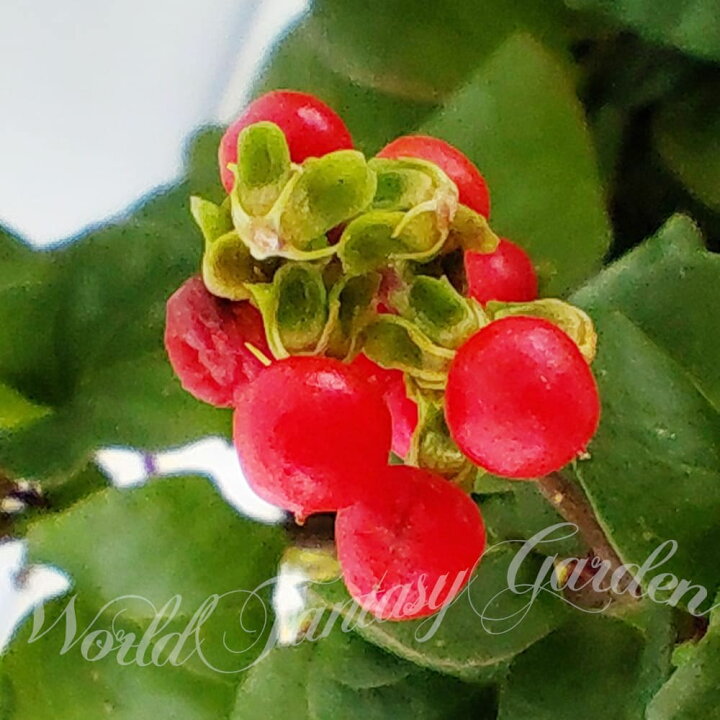 楽天市場 花苗 ジュズサンゴ 数珠珊瑚 1鉢 3 3 5号 お届け中 Rivina Humilis 観賞用 鉢植え 庭植え 花壇 ガーデン ガーデニング 庭木 落葉 ハッピーガーデン