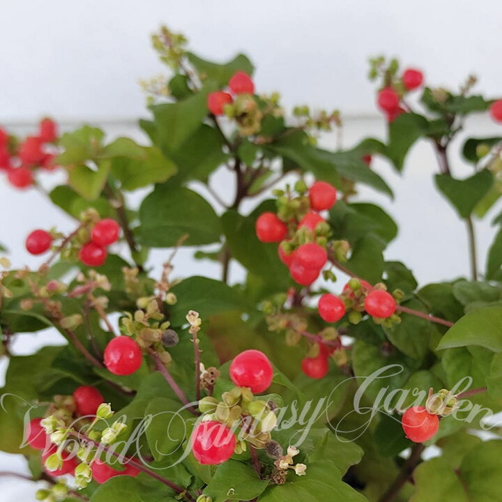 楽天市場 花苗 ジュズサンゴ 数珠珊瑚 1鉢 3 3 5号 お届け中 Rivina Humilis 観賞用 鉢植え 庭植え 花壇 ガーデン ガーデニング 庭木 落葉 ハッピーガーデン