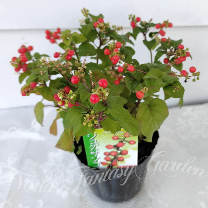 楽天市場 花苗 ジュズサンゴ 数珠珊瑚 1鉢 3 3 5号 お届け中 Rivina Humilis 観賞用 鉢植え 庭植え 花壇 ガーデン ガーデニング 庭木 落葉 ハッピーガーデン