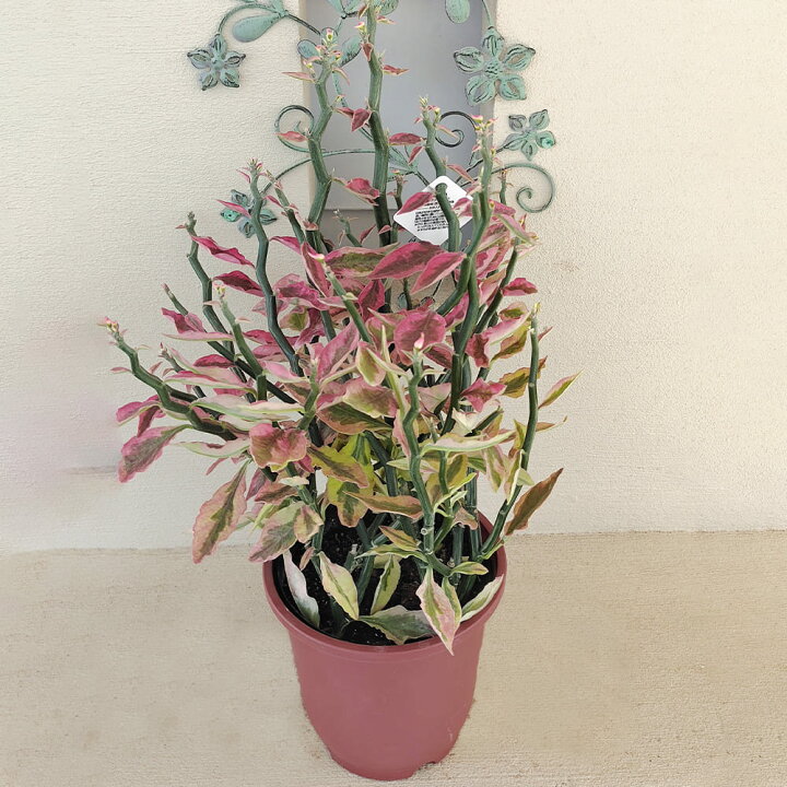 楽天市場】＼クーポン発行中／ 観葉植物 大銀竜 ペティランサス 