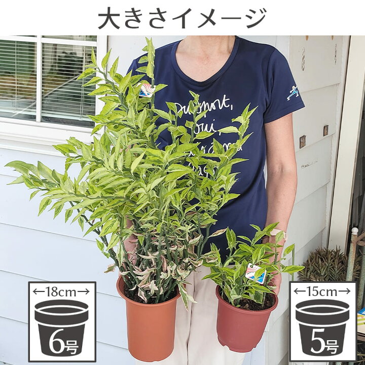 楽天市場】＼クーポン発行中／ 観葉植物 大銀竜 ペティランサス 