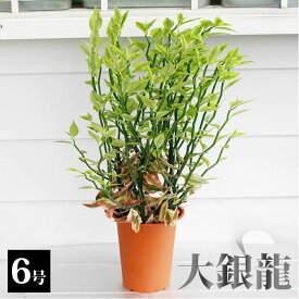 観葉植物 大銀竜 ペティランサス 6号 鉢植え【お取り寄せ】 地域限定 送料無料 Pedilanthus tithymaloides Variegatus 花 多肉植物 斑入り葉 バリエガーター ダイギンリュウ プレゼント インテリア オシャレ 誕生日 お祝い